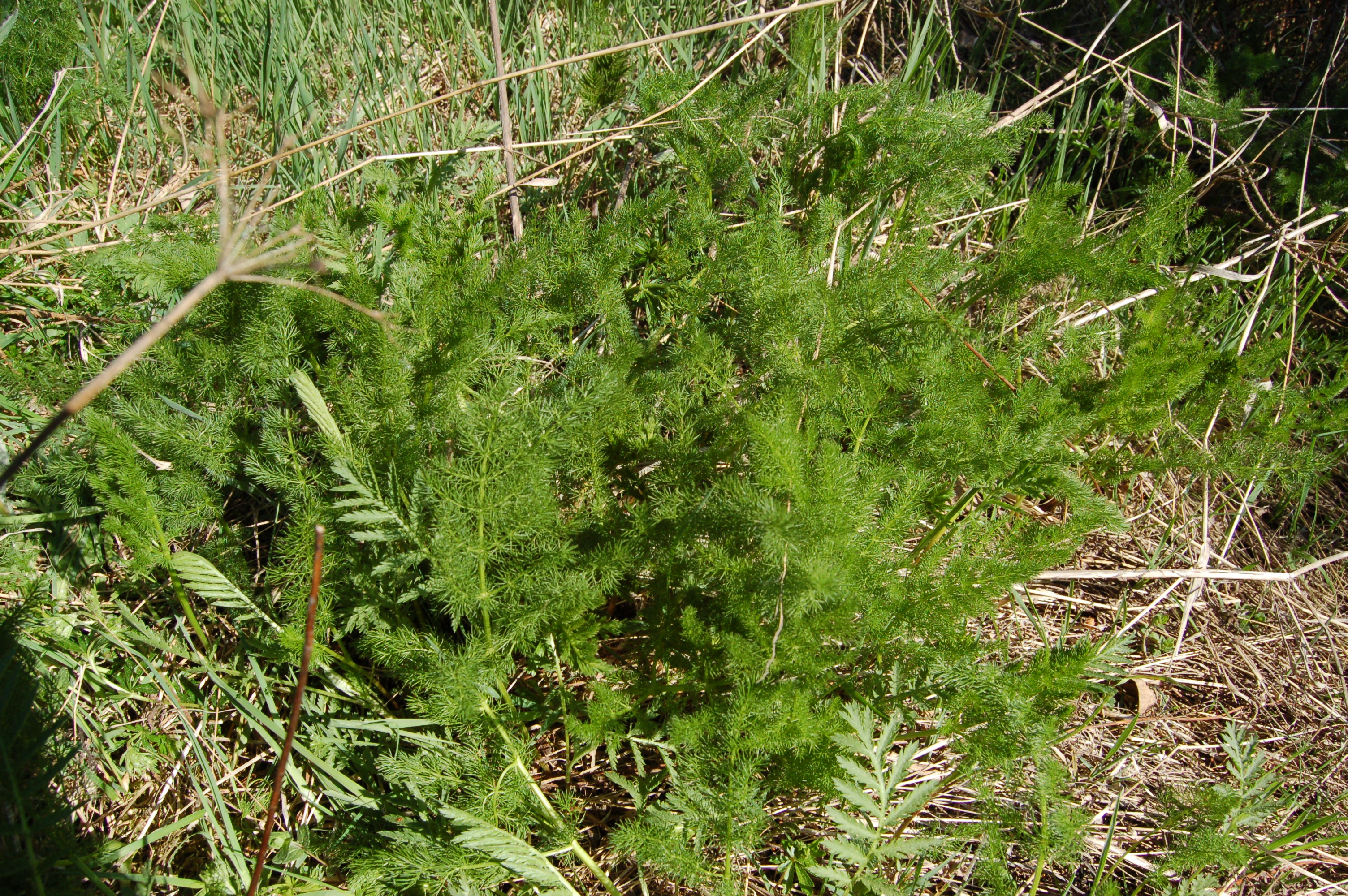 Frischer B�rwurz vor der Bl�te- Foto F. Scholz