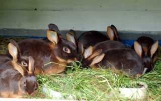 Kaninchen1Loh